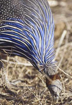 Image of Vulturine Guineafowl