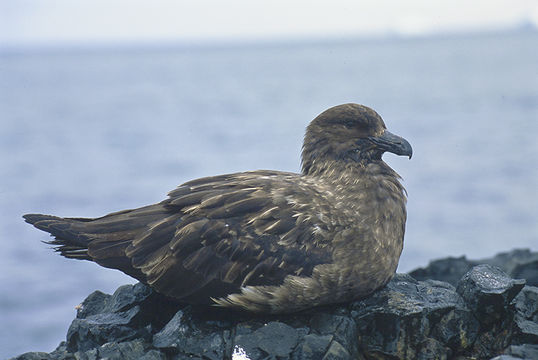 Image of Stercorarius antarcticus lonnbergi (Mathews 1912)