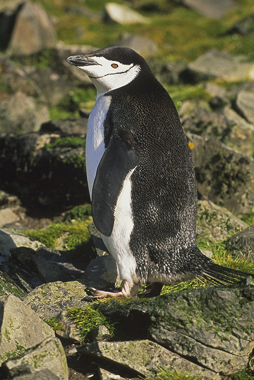 Plancia ëd Pygoscelis antarcticus (Forster & JR 1781)