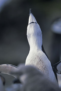 Plancia ëd Pygoscelis antarcticus (Forster & JR 1781)