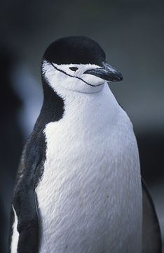 Image of Chinstrap Penguin