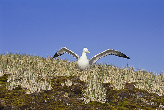 Image of Wandering albatross