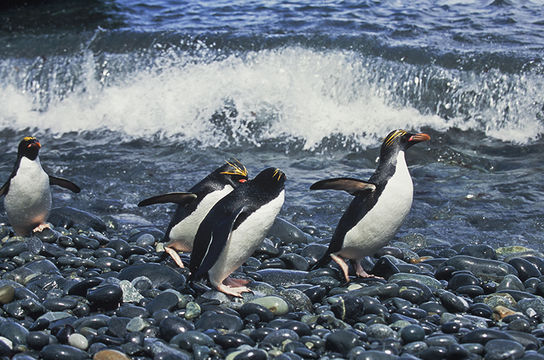 Image of Macaroni Penguin