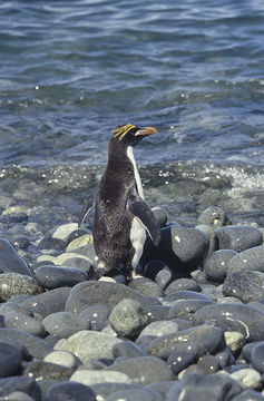 Image of Macaroni Penguin