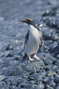 Image of Macaroni Penguin