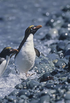 Image of Macaroni Penguin