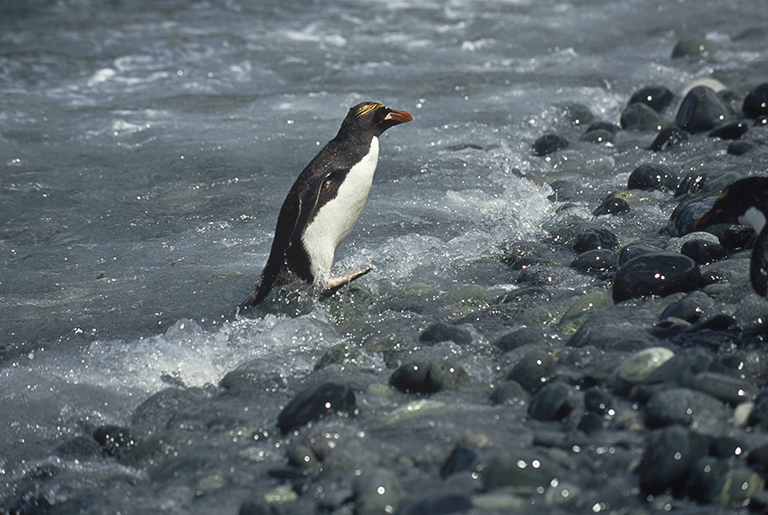 Image of Macaroni Penguin