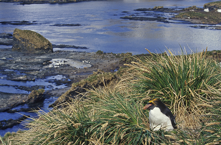 Image of Macaroni Penguin