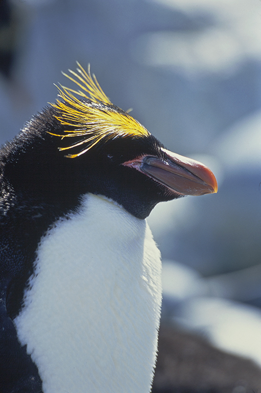 Image of Macaroni Penguin