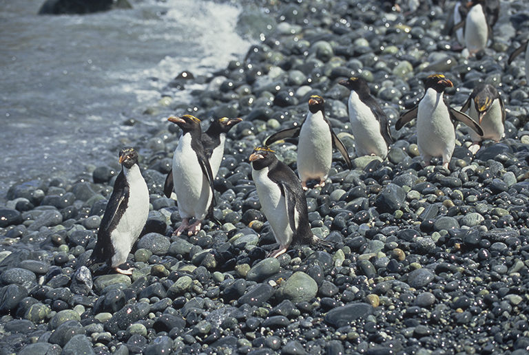 Image of Macaroni Penguin