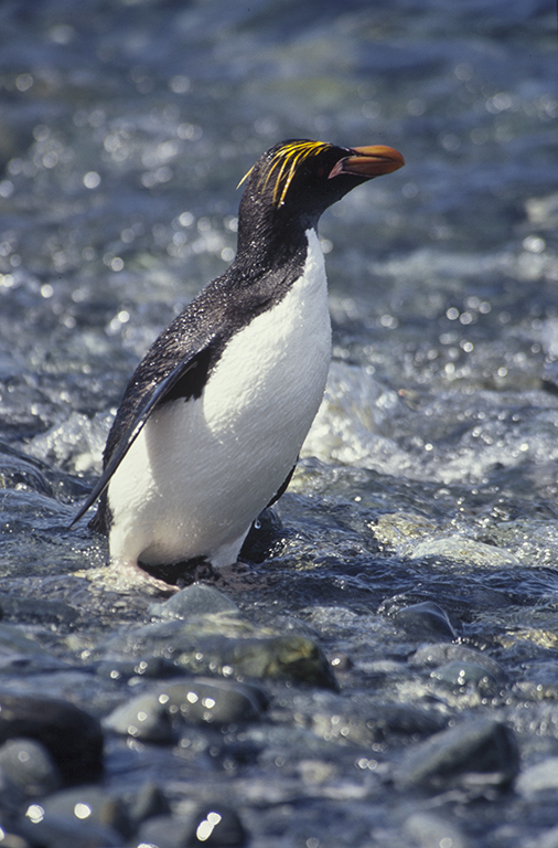 Image of Macaroni Penguin