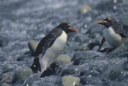 Image of Macaroni Penguin