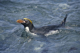 Imagem de Eudyptes chrysolophus (Brandt & JF 1837)