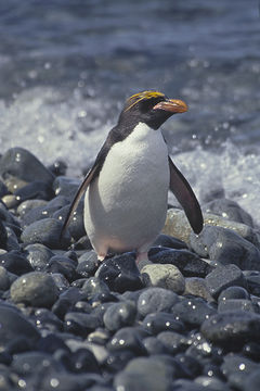 Imagem de Eudyptes chrysolophus (Brandt & JF 1837)