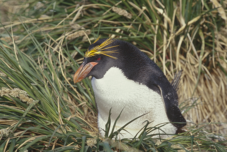 Imagem de Eudyptes chrysolophus (Brandt & JF 1837)