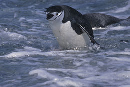 Plancia ëd Pygoscelis antarcticus (Forster & JR 1781)