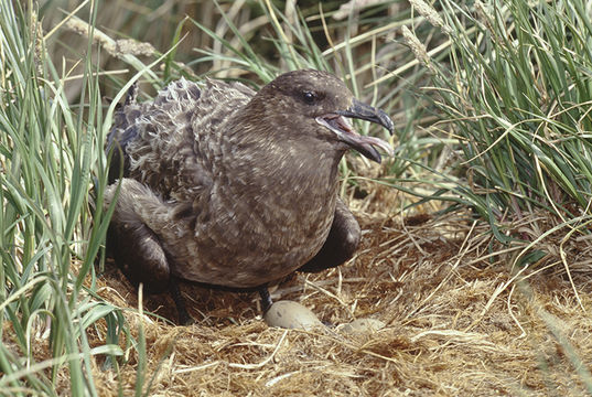 Image of Stercorarius antarcticus lonnbergi (Mathews 1912)