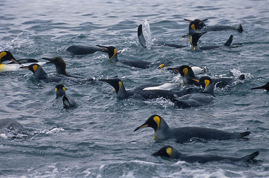 Image of King Penguin