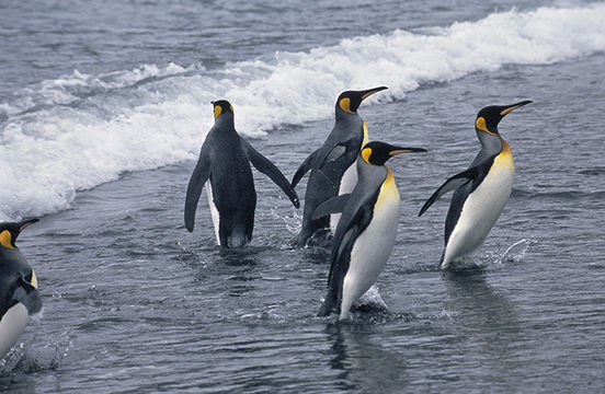 Image of King Penguin