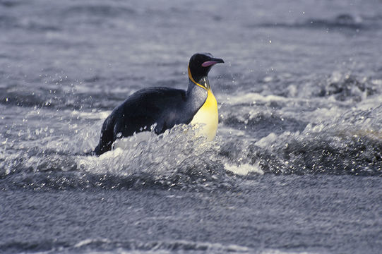 Image of King Penguin