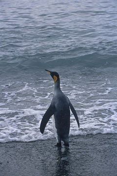 Image of King Penguin