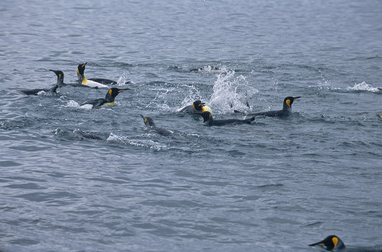 Image of King Penguin