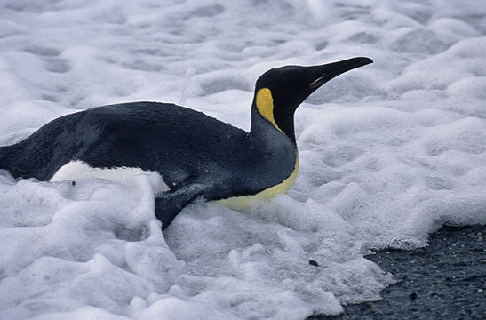 Image of King Penguin