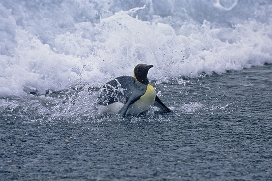 Image of King Penguin