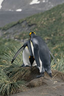 Image of King Penguin