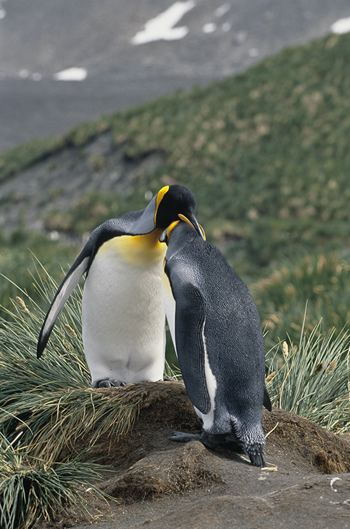 Image of King Penguin