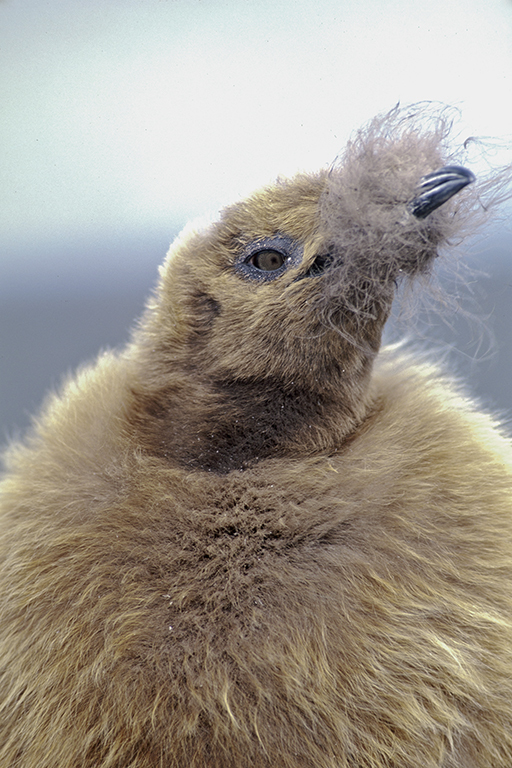 Image of King Penguin