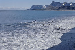 Image of King Penguin