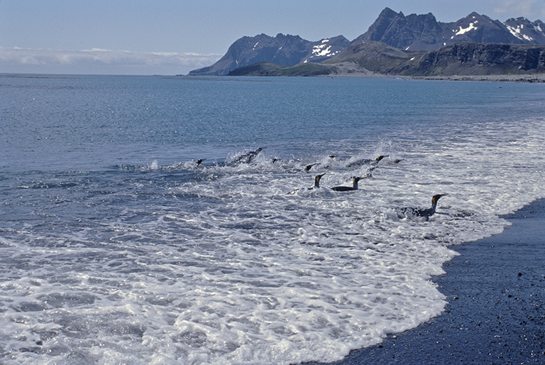 Image of King Penguin