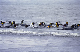 Image of King Penguin