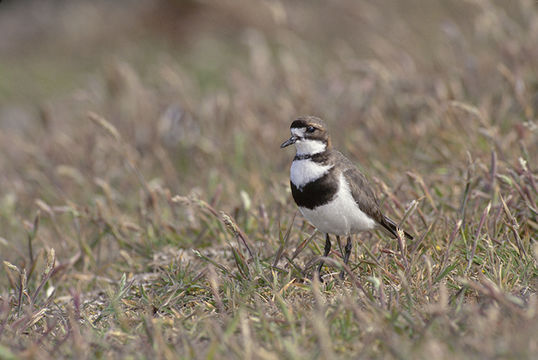 Image of Two-banded Plover