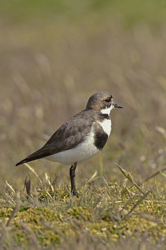 Charadrius falklandicus Latham 1790的圖片