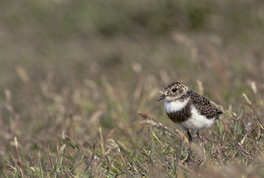 Image of Two-banded Plover