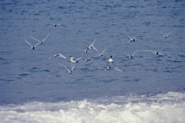 Image of Antarctic Tern