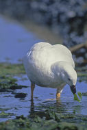 Image of kelp goose