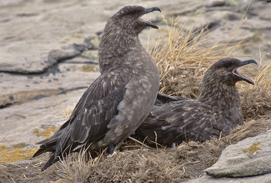 Image of Brown Skua