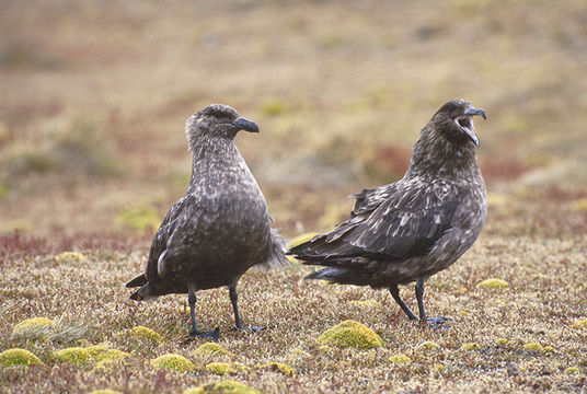 Image of Brown Skua