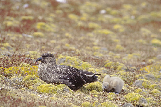 Image of Brown Skua