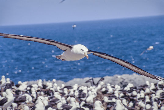 Image of Black-browed Albatross