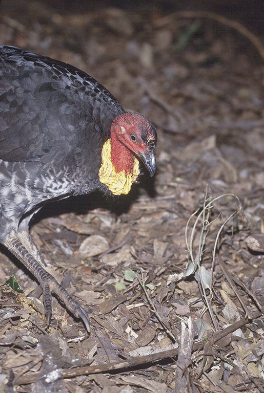 Image of Australian Brush-turkey