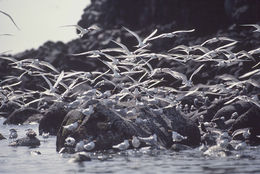 Image of Elegant Tern