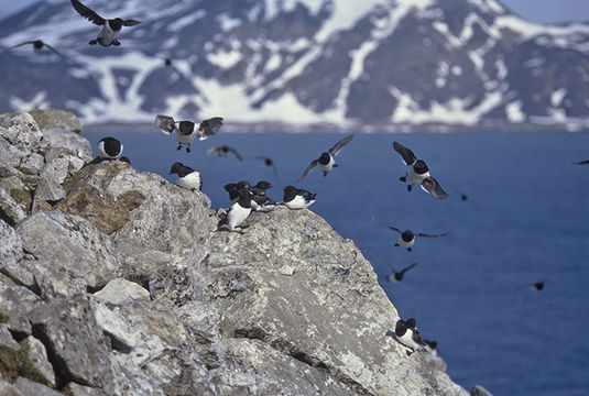 Image of Little Auk