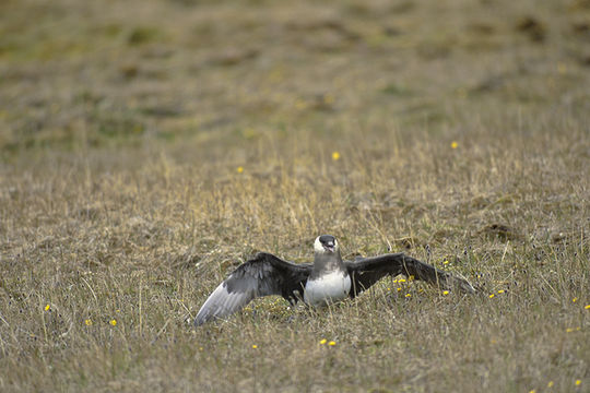 Image of Arctic Skua