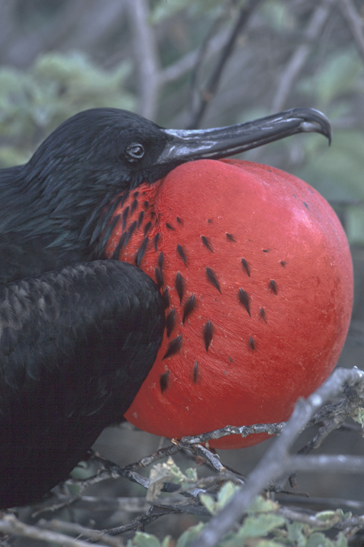 Image of Great Frigatebird