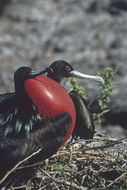 Image of Great Frigatebird