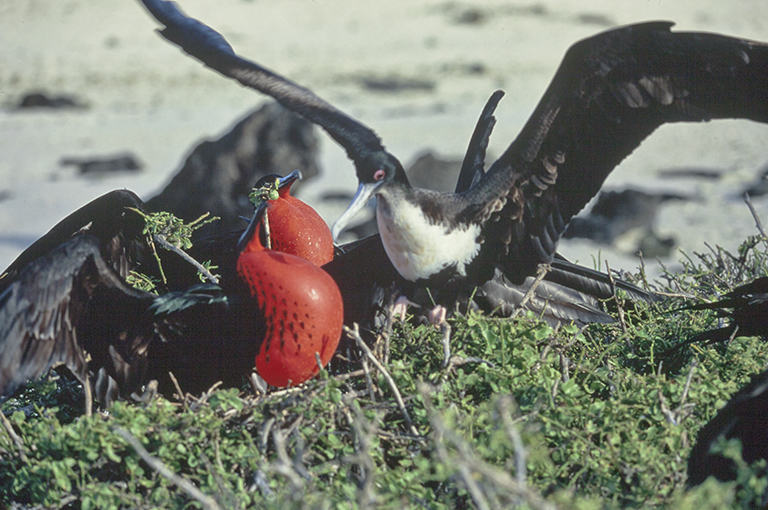 Image of Great Frigatebird